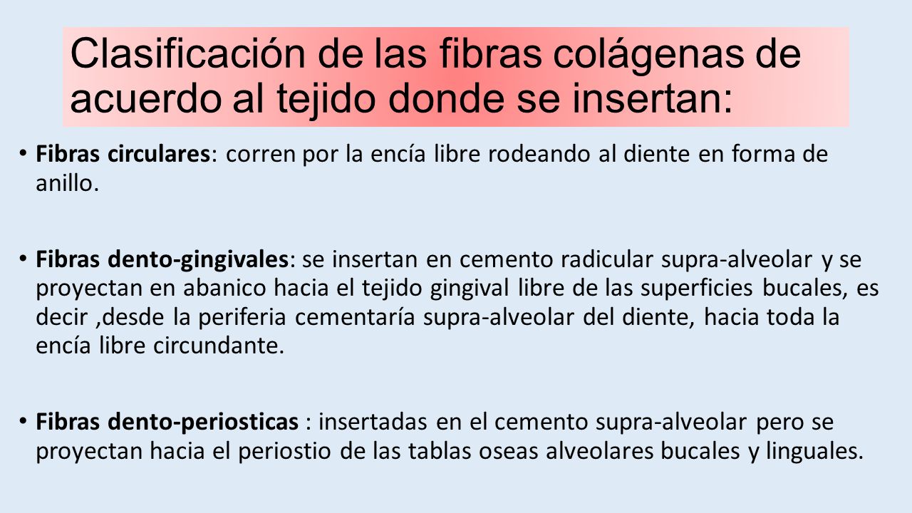 Clasificación de las fibras colágenas de acuerdo al tejido donde se insertan: