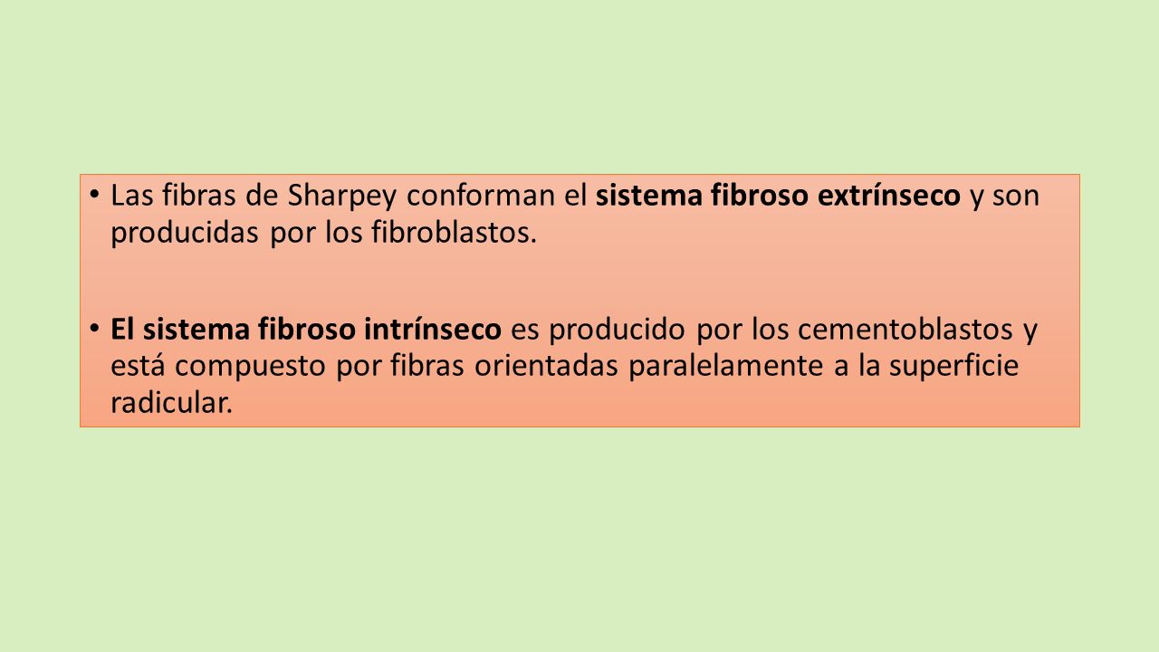 Las fibras de Sharpey conforman el sistema fibroso extrínseco y son producidas por los fibroblastos.