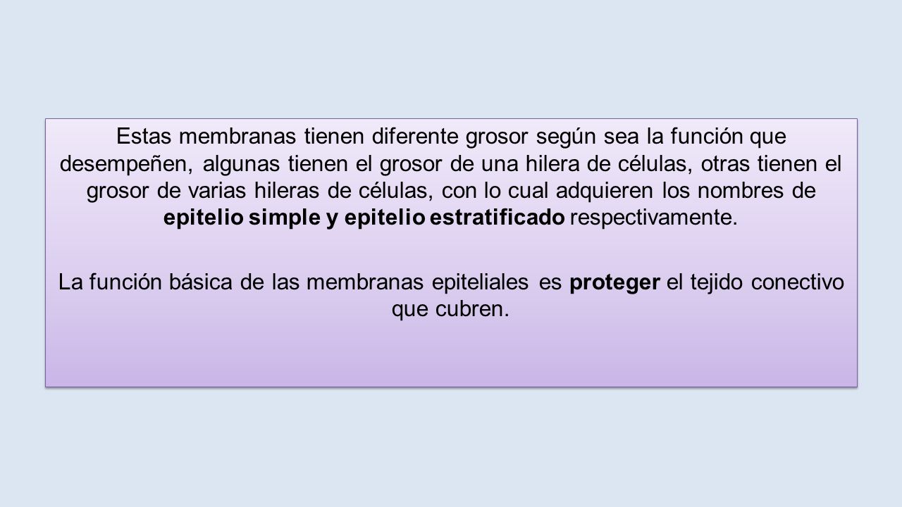 Estas membranas tienen diferente grosor según sea la función que desempeñen, algunas tienen el grosor de una hilera de células, otras tienen el grosor de varias hileras de células, con lo cual adquieren los nombres de epitelio simple y epitelio estratificado respectivamente.