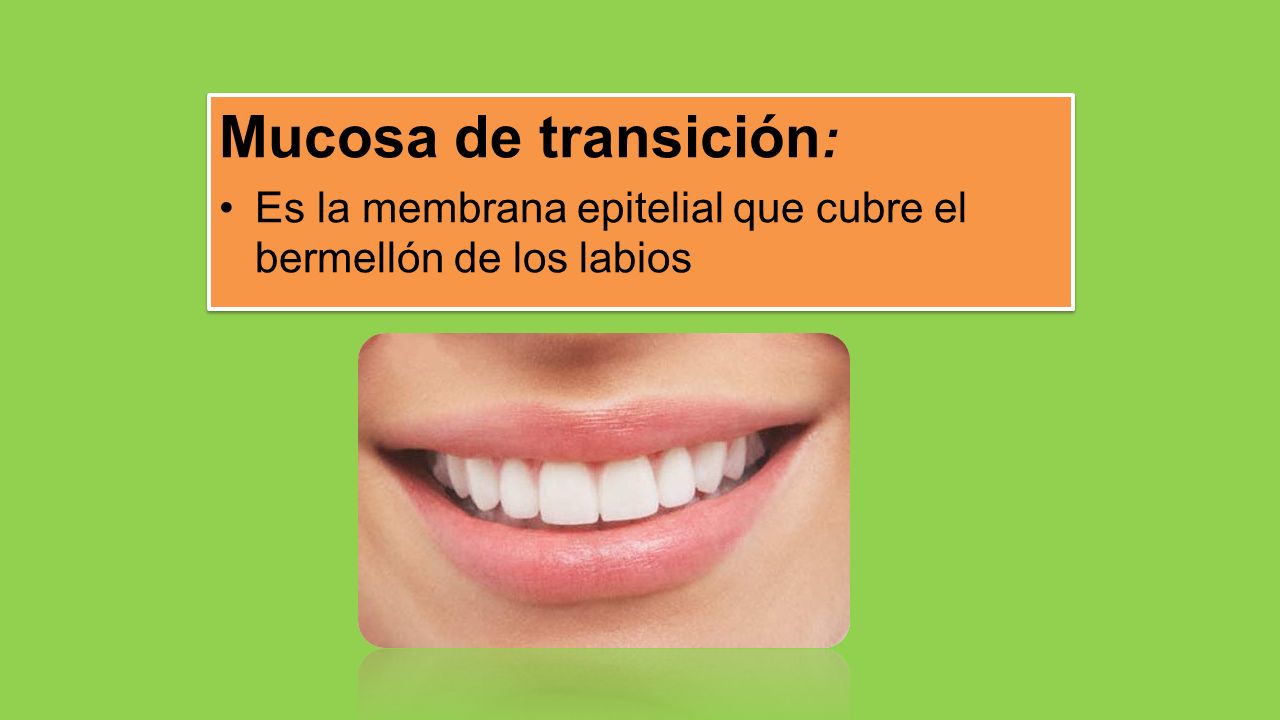 Mucosa de transición: Es la membrana epitelial que cubre el bermellón de los labios