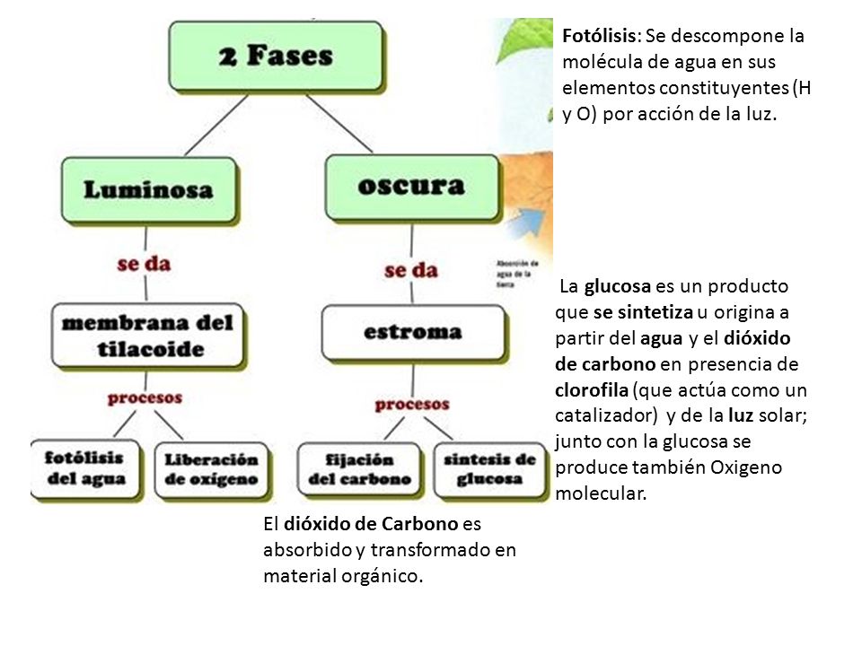 Fotólisis: Se descompone la molécula de agua en sus elementos constituyentes (H y O) por acción de la luz.