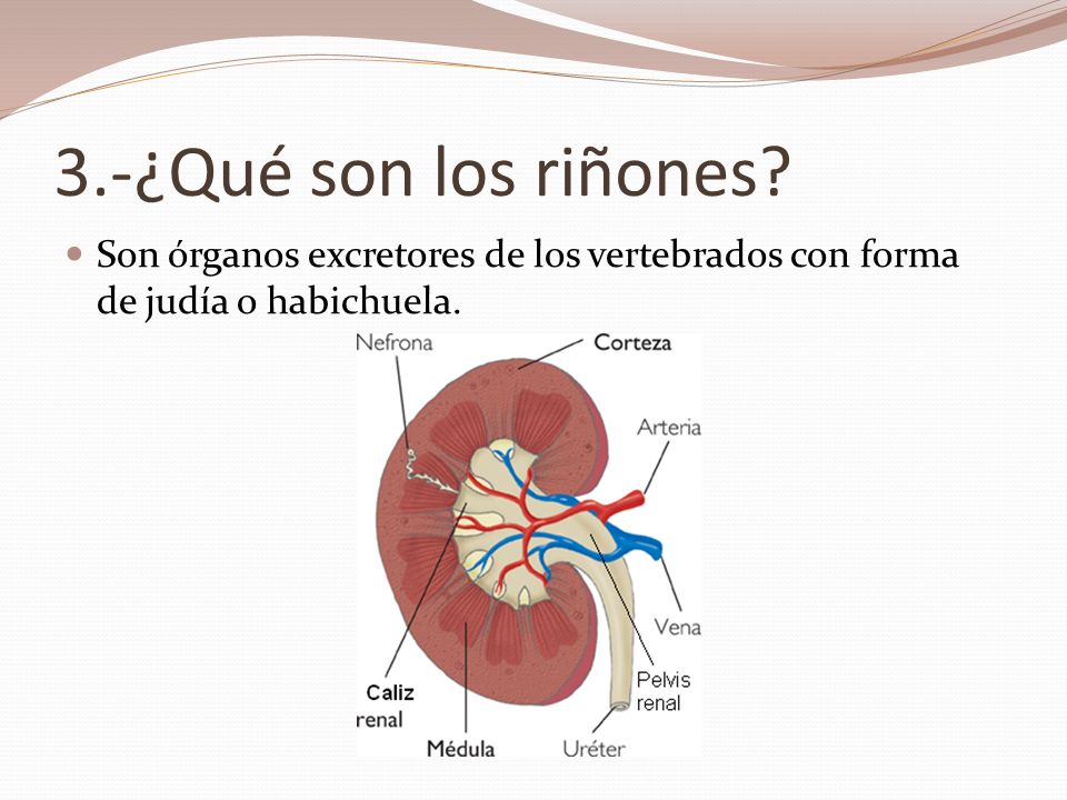 3.-¿Qué son los riñones Son órganos excretores de los vertebrados con forma de judía o habichuela.