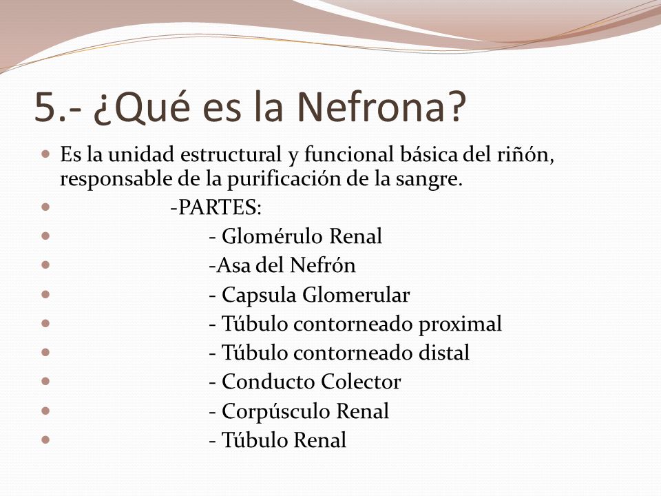 5.- ¿Qué es la Nefrona Es la unidad estructural y funcional básica del riñón, responsable de la purificación de la sangre.