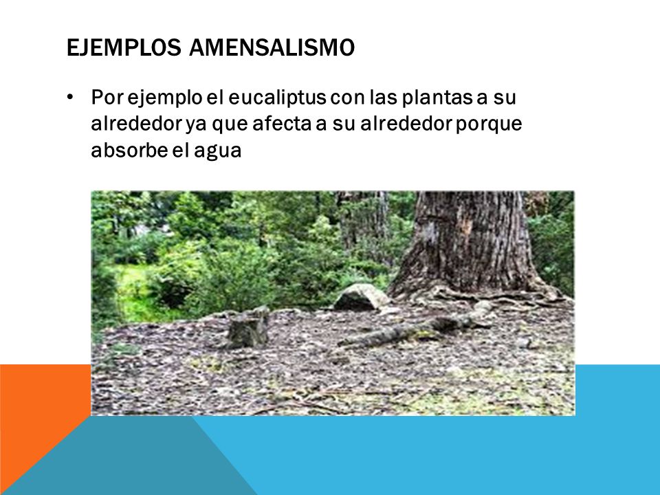 Ejemplos amensalismo Por ejemplo el eucaliptus con las plantas a su alrededor ya que afecta a su alrededor porque absorbe el agua.