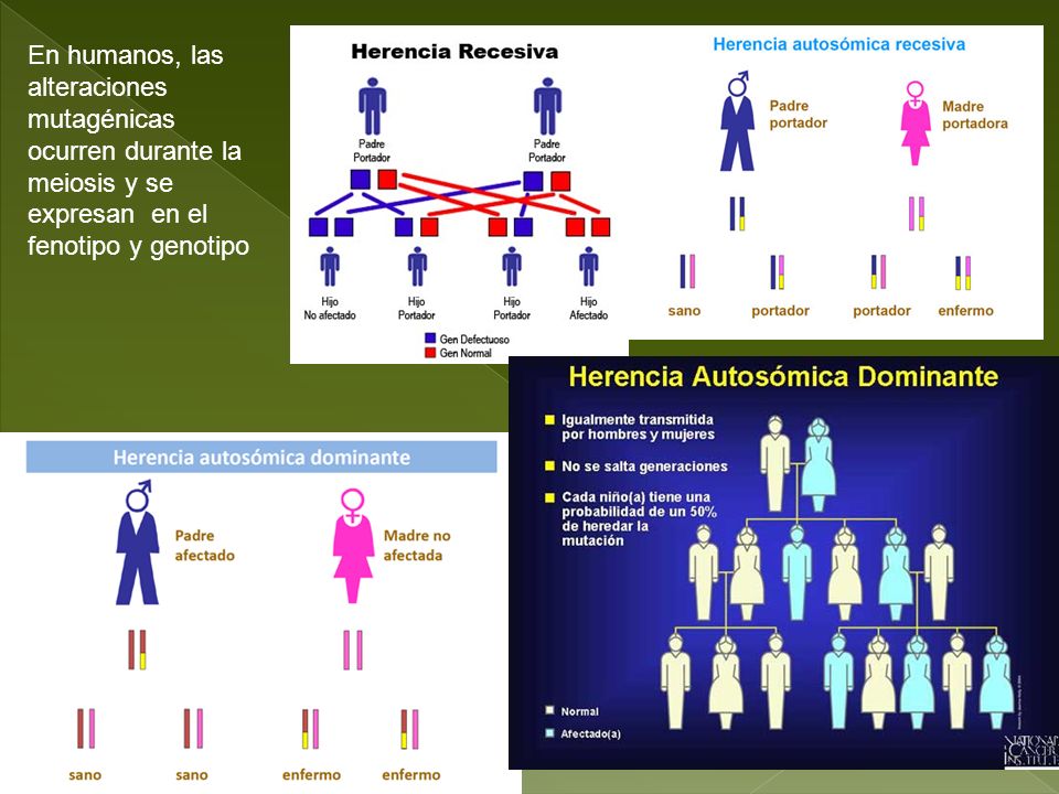 En humanos, las alteraciones mutagénicas ocurren durante la meiosis y se expresan en el fenotipo y genotipo