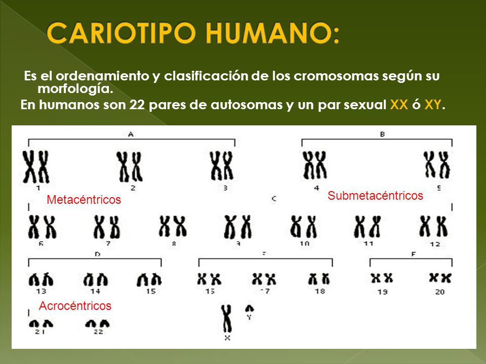 CARIOTIPO HUMANO: Es el ordenamiento y clasificación de los cromosomas según su morfología.
