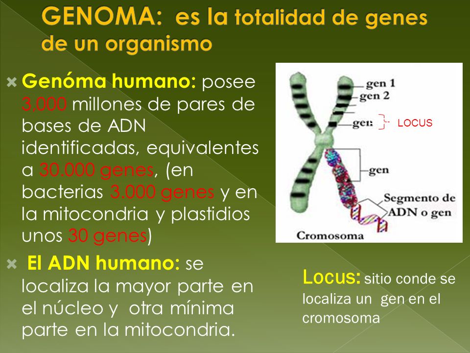 GENOMA: es la totalidad de genes de un organismo