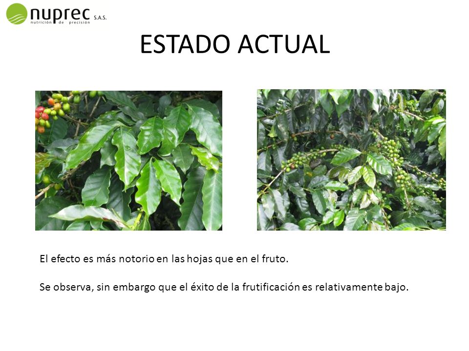 ESTADO ACTUAL El efecto es más notorio en las hojas que en el fruto.