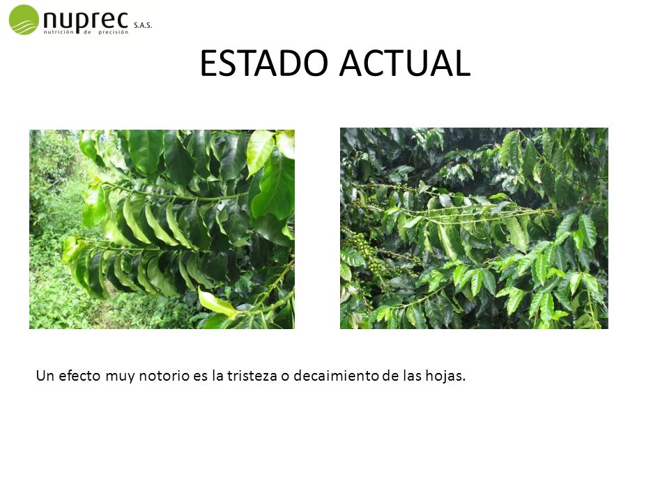 ESTADO ACTUAL Un efecto muy notorio es la tristeza o decaimiento de las hojas.