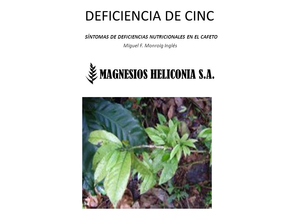 DEFICIENCIA DE CINC SÍNTOMAS DE DEFICIENCIAS NUTRICIONALES EN EL CAFETO Miguel F. Monroig Inglés