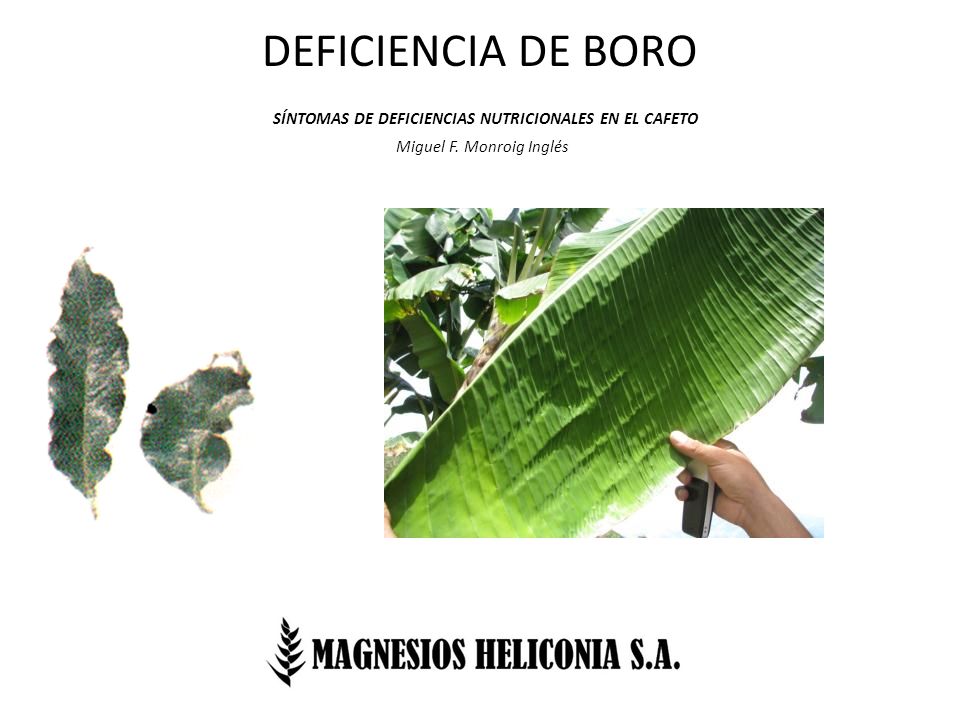 DEFICIENCIA DE BORO SÍNTOMAS DE DEFICIENCIAS NUTRICIONALES EN EL CAFETO Miguel F. Monroig Inglés