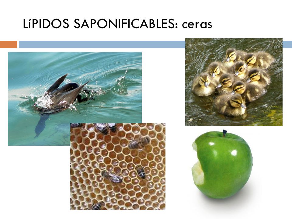 LíPIDOS SAPONIFICABLES: ceras