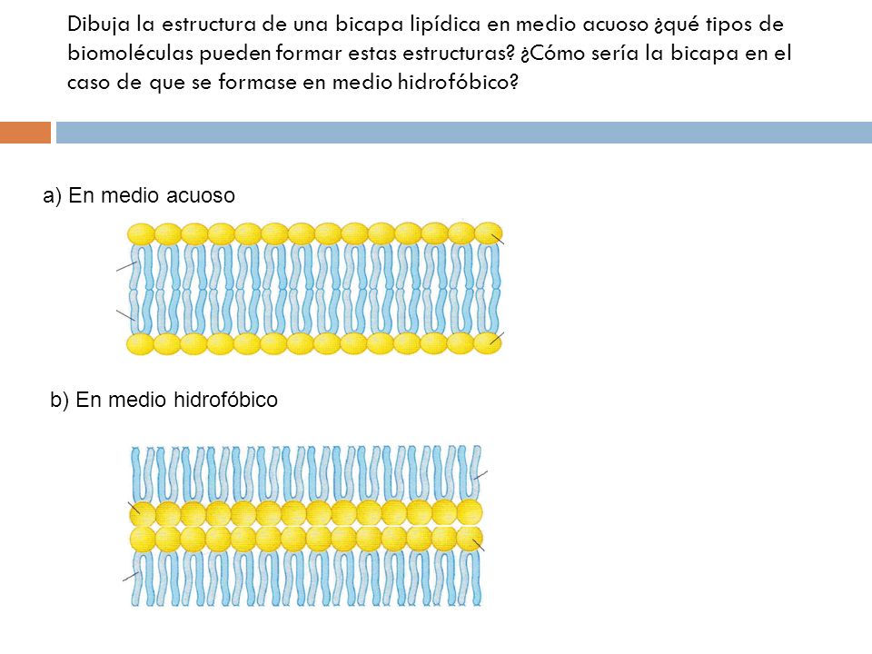 Dibuja la estructura de una bicapa lipídica en medio acuoso ¿qué tipos de biomoléculas pueden formar estas estructuras ¿Cómo sería la bicapa en el caso de que se formase en medio hidrofóbico