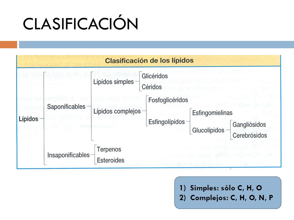 CLASIFICACIÓN Simples: sólo C, H, O Complejos: C, H, O, N, P