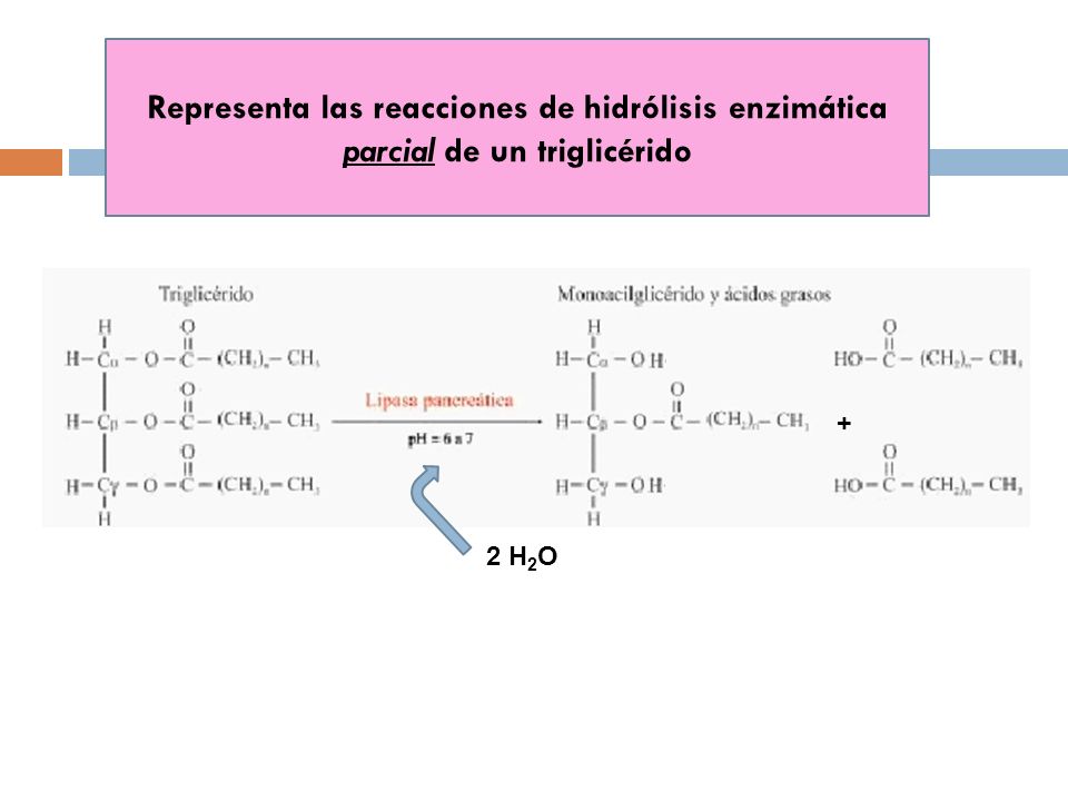 Representa las reacciones de hidrólisis enzimática parcial de un triglicérido