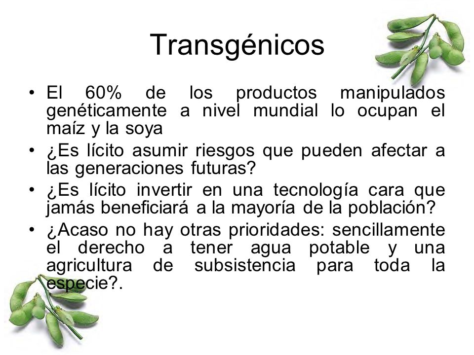 Transgénicos El 60% de los productos manipulados genéticamente a nivel mundial lo ocupan el maíz y la soya.