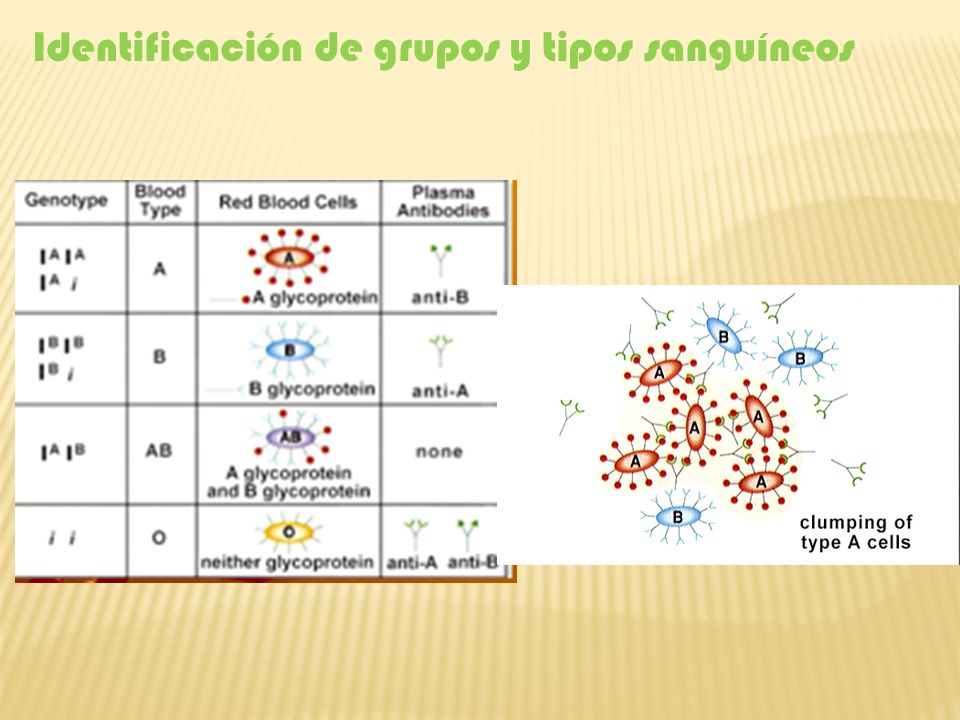 Identificación de grupos y tipos sanguíneos