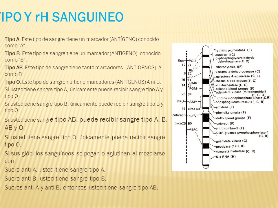 TIPO Y rH SANGUINEO Tipo A. Este tipo de sangre tiene un marcador (ANTÍGENO) conocido como A .