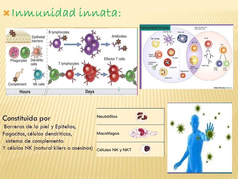 Inmunidad innata: Constituida por i Barreras de la piel y Epitelios,