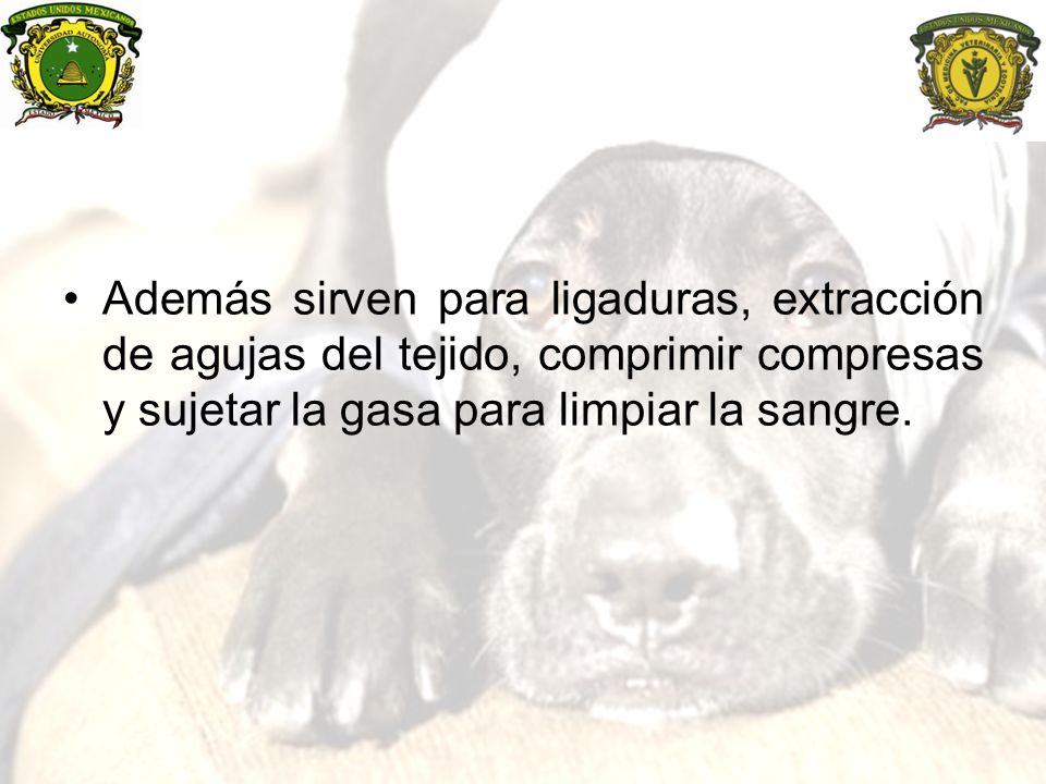 Además sirven para ligaduras, extracción de agujas del tejido, comprimir compresas y sujetar la gasa para limpiar la sangre.