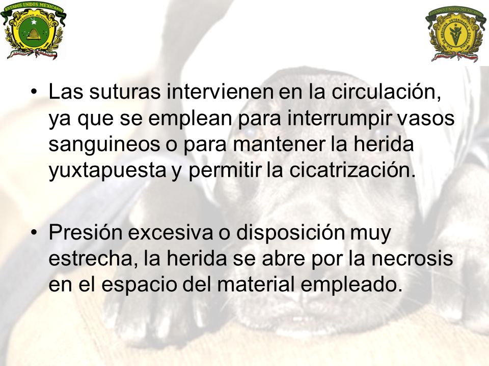 Las suturas intervienen en la circulación, ya que se emplean para interrumpir vasos sanguineos o para mantener la herida yuxtapuesta y permitir la cicatrización.