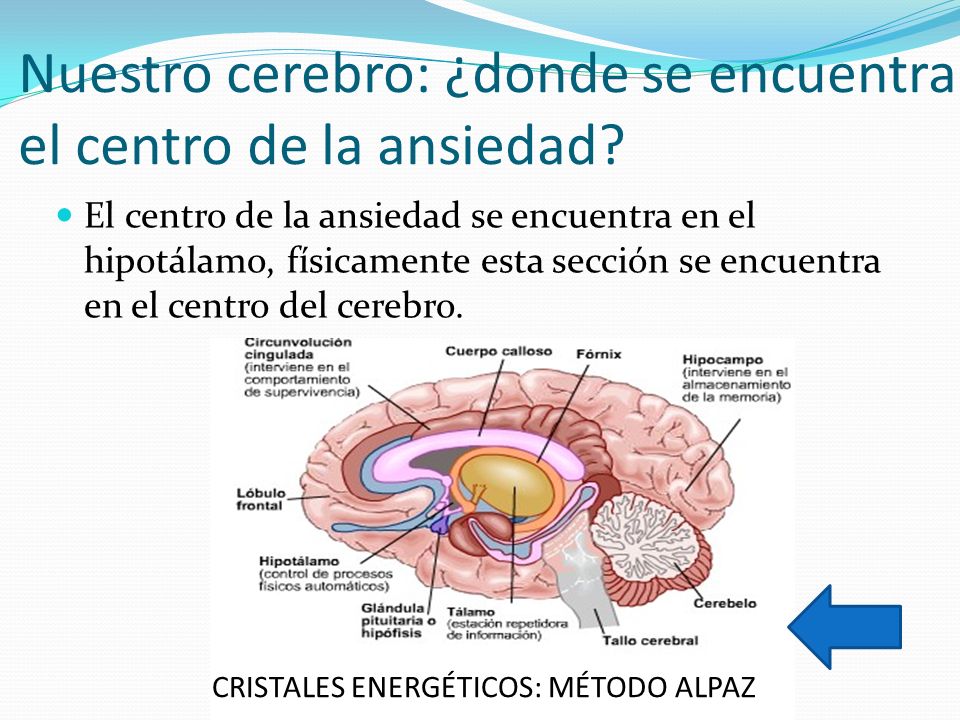 Nuestro cerebro: ¿donde se encuentra el centro de la ansiedad