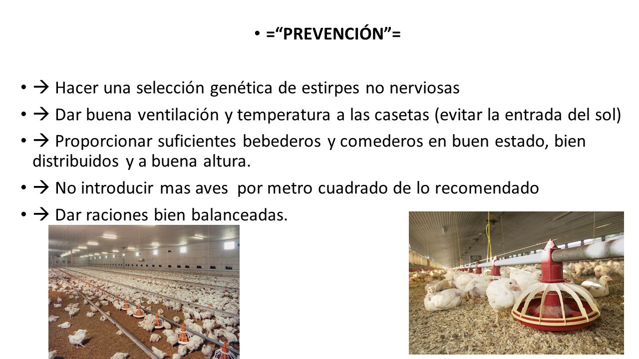 = PREVENCIÓN =  Hacer una selección genética de estirpes no nerviosas.