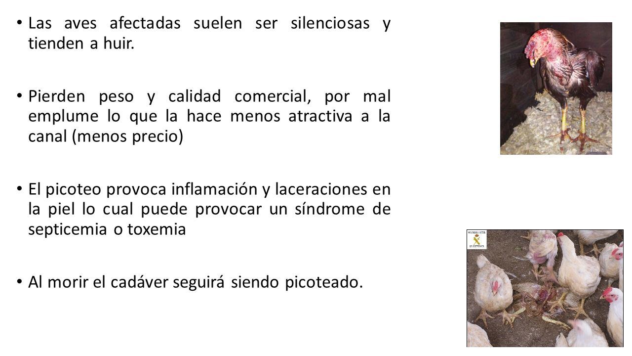 Las aves afectadas suelen ser silenciosas y tienden a huir.