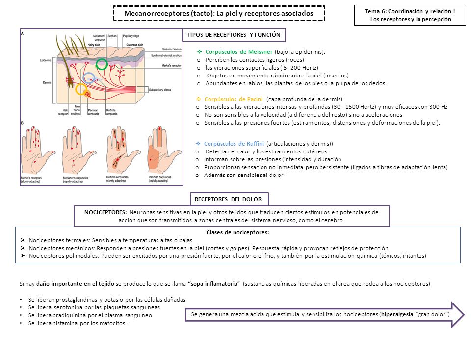 Mecanorreceptores (tacto): La piel y receptores asociados