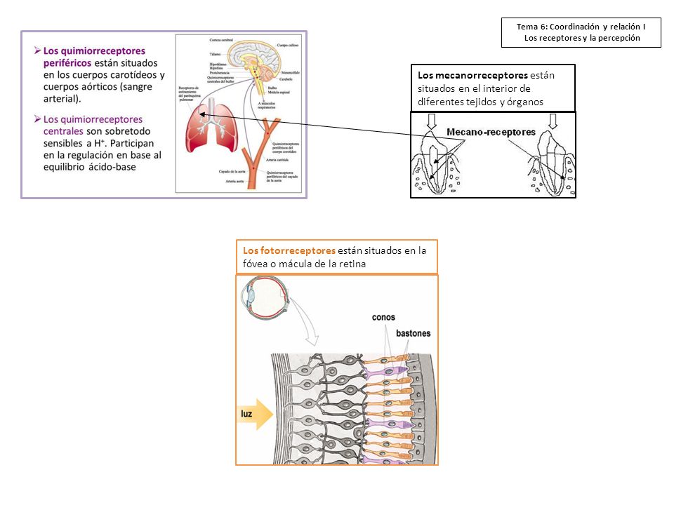 Tema 6: Coordinación y relación I Los receptores y la percepción
