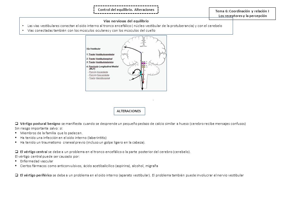 Control del equilibrio. Alteraciones Tema 6: Coordinación y relación I