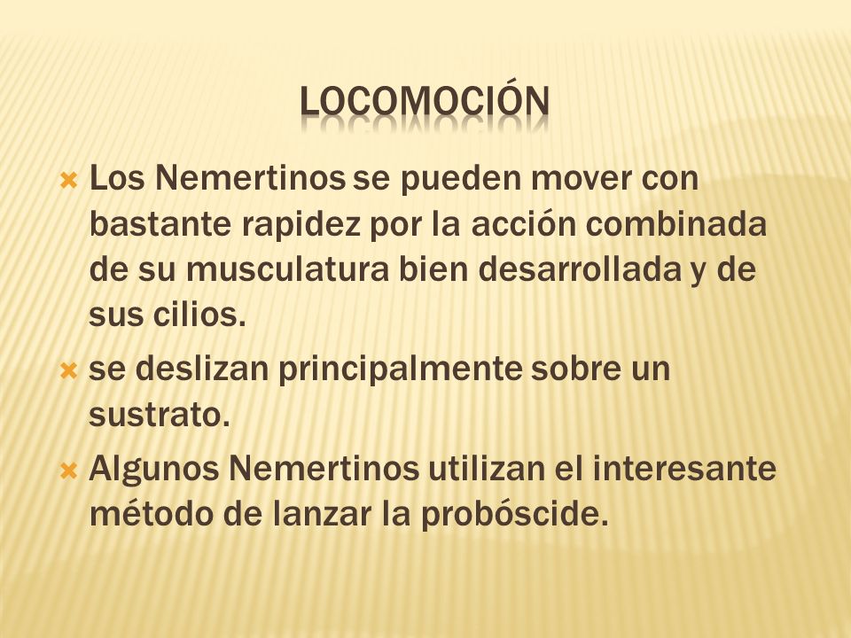 Locomoción Los Nemertinos se pueden mover con bastante rapidez por la acción combinada de su musculatura bien desarrollada y de sus cilios.