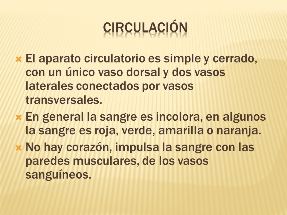 Circulación El aparato circulatorio es simple y cerrado, con un único vaso dorsal y dos vasos laterales conectados por vasos transversales.