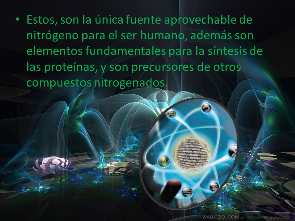 Estos, son la única fuente aprovechable de nitrógeno para el ser humano, además son elementos fundamentales para la síntesis de las proteínas, y son precursores de otros compuestos nitrogenados.