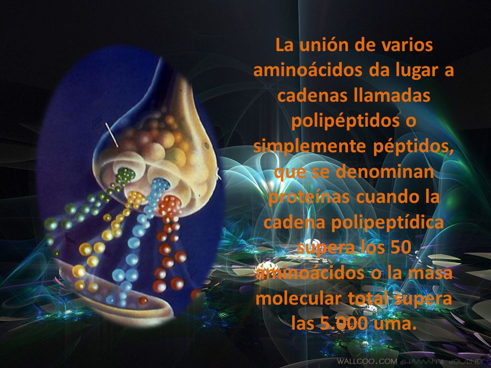La unión de varios aminoácidos da lugar a cadenas llamadas polipéptidos o simplemente péptidos, que se denominan proteínas cuando la cadena polipeptídica supera los 50 aminoácidos o la masa molecular total supera las uma.