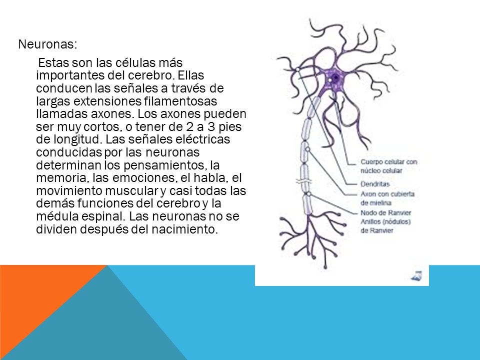 Neuronas: Estas son las células más importantes del cerebro