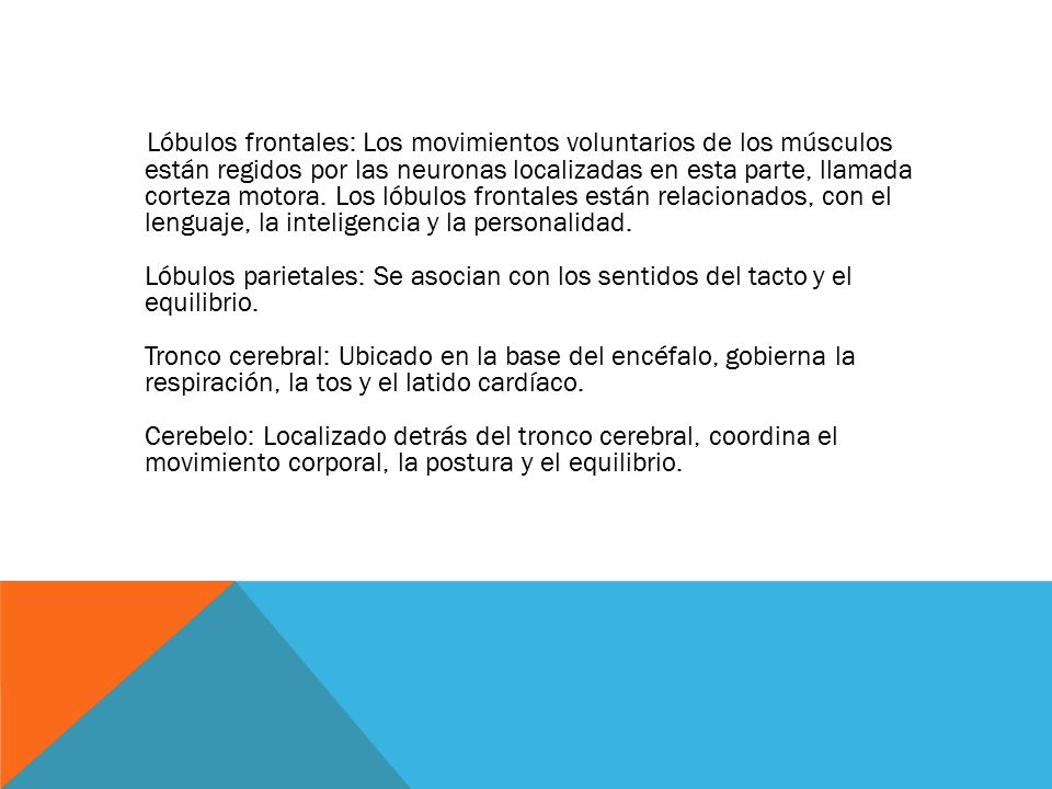 Lóbulos frontales: Los movimientos voluntarios de los músculos están regidos por las neuronas localizadas en esta parte, llamada corteza motora.