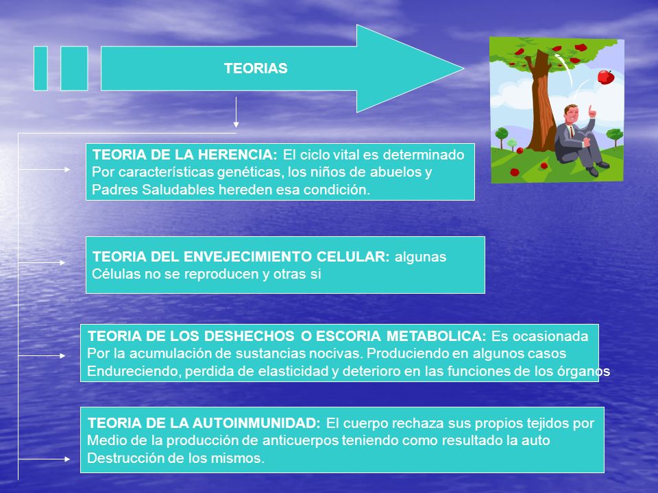 TEORIAS TEORIA DE LA HERENCIA: El ciclo vital es determinado. Por características genéticas, los niños de abuelos y.