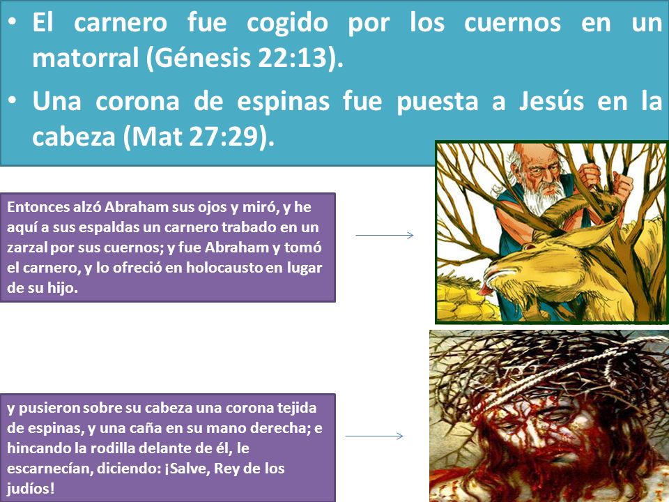 El carnero fue cogido por los cuernos en un matorral (Génesis 22:13).