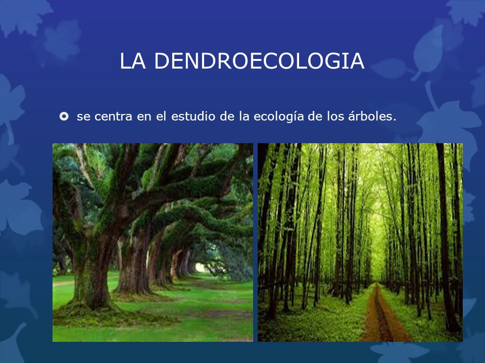 LA DENDROECOLOGIA se centra en el estudio de la ecología de los árboles.