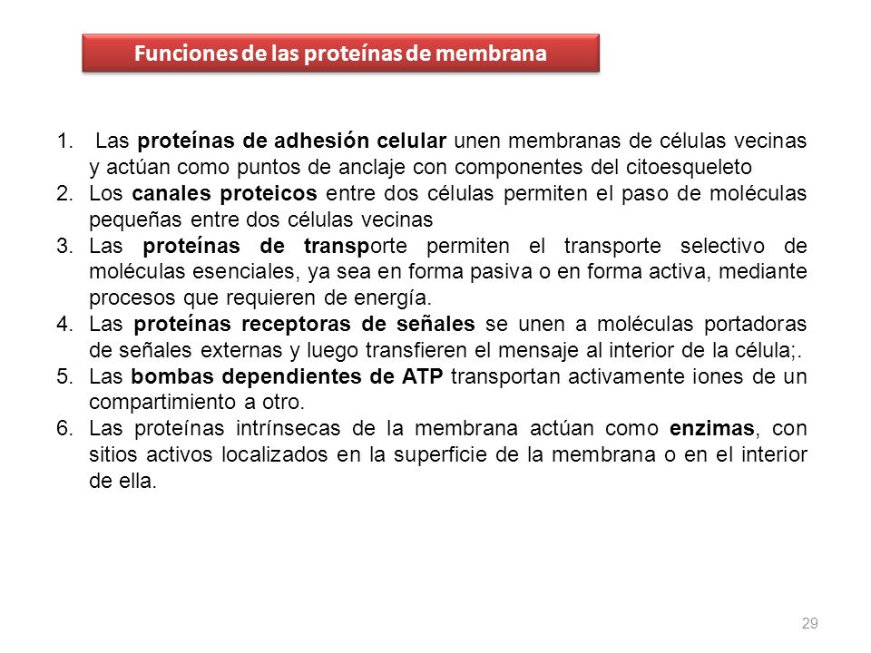 Funciones de las proteínas de membrana