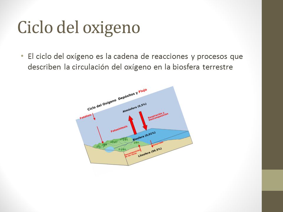 Ciclo del oxigeno El ciclo del oxígeno es la cadena de reacciones y procesos que describen la circulación del oxígeno en la biosfera terrestre.