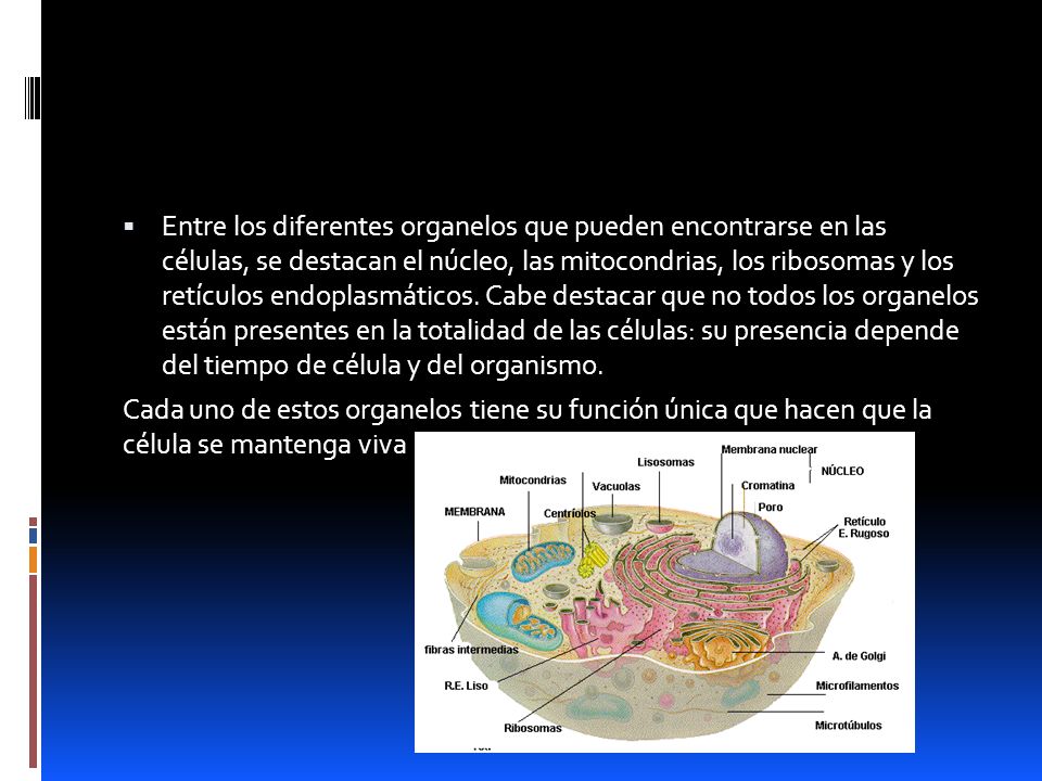 Entre los diferentes organelos que pueden encontrarse en las células, se destacan el núcleo, las mitocondrias, los ribosomas y los retículos endoplasmáticos. Cabe destacar que no todos los organelos están presentes en la totalidad de las células: su presencia depende del tiempo de célula y del organismo.