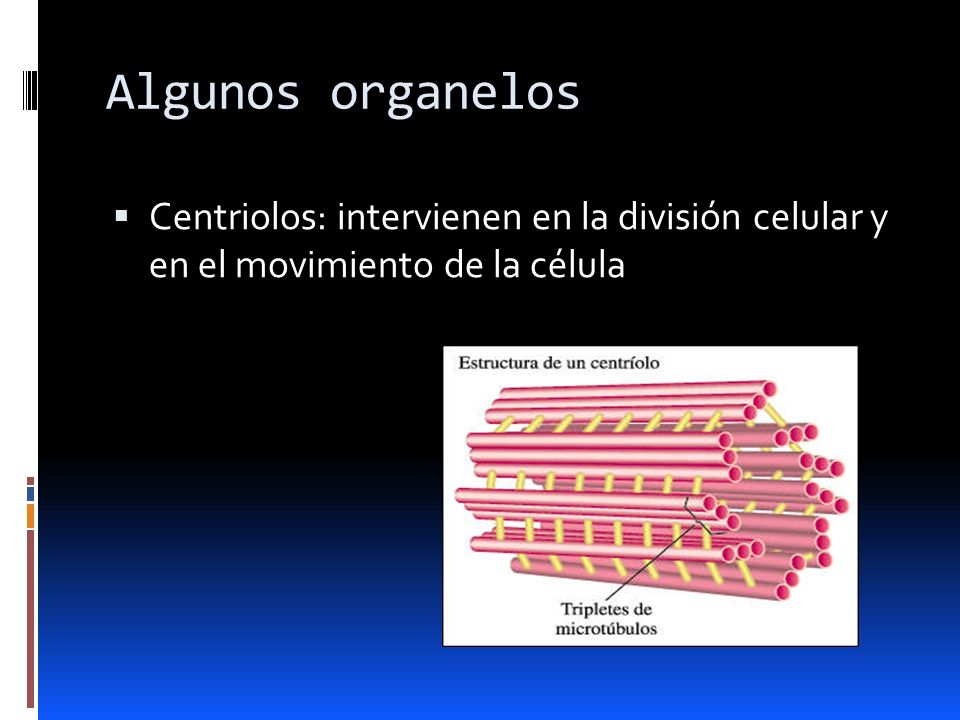 Algunos organelos Centriolos: intervienen en la división celular y en el movimiento de la célula