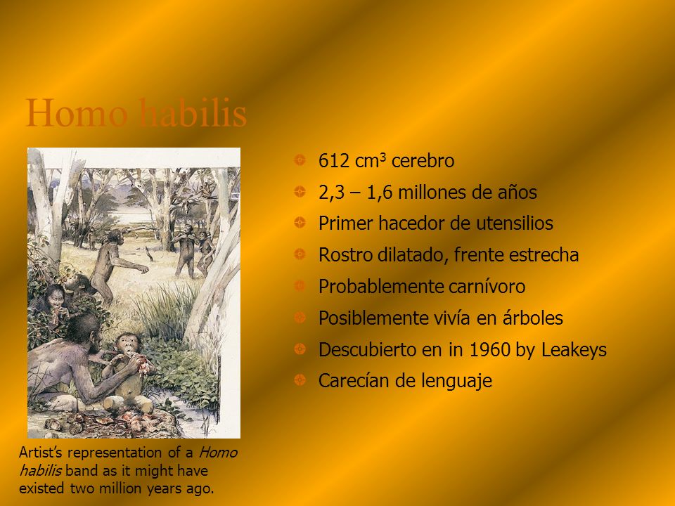 Homo habilis 612 cm3 cerebro 2,3 – 1,6 millones de años
