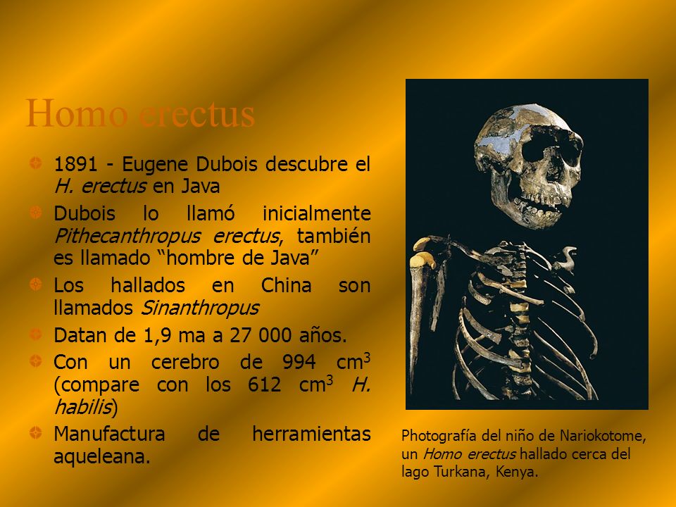 Homo erectus Eugene Dubois descubre el H. erectus en Java