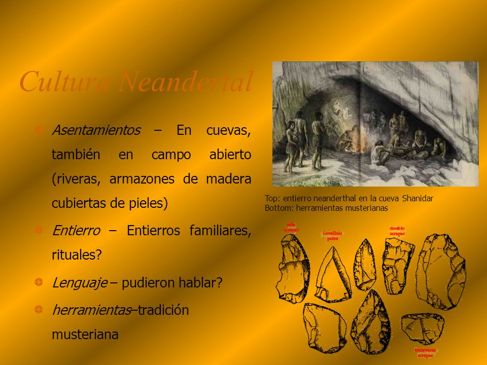 Cultura Neandertal Asentamientos – En cuevas, también en campo abierto (riveras, armazones de madera cubiertas de pieles)