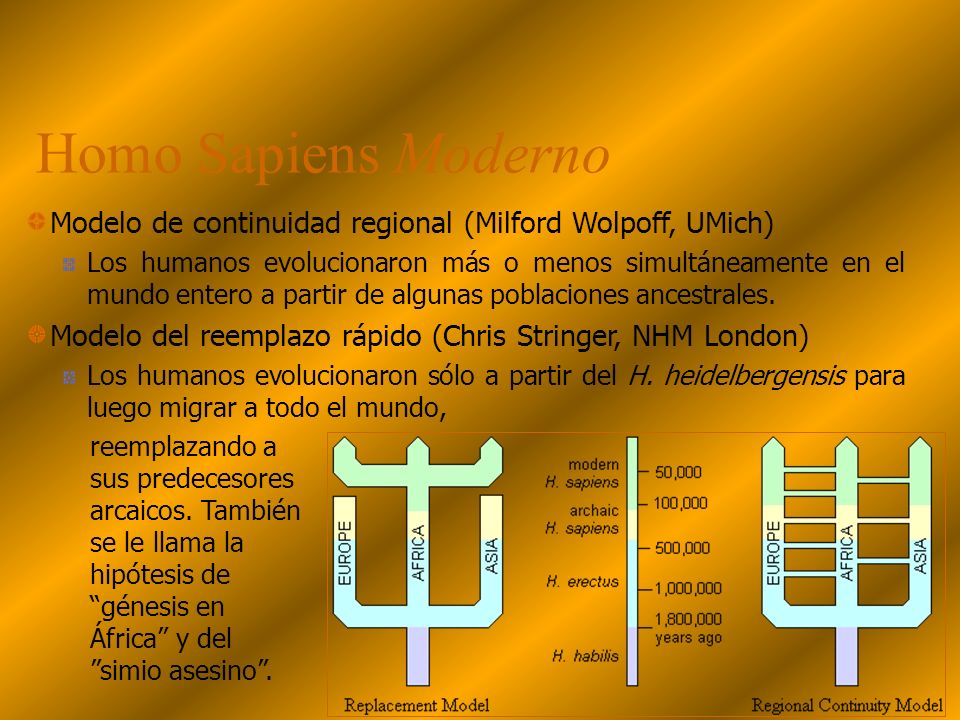 Homo Sapiens Moderno Modelo de continuidad regional (Milford Wolpoff, UMich)