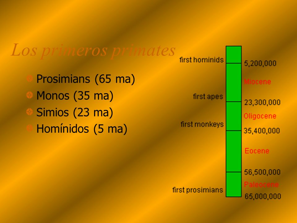 Los primeros primates Prosimians (65 ma) Monos (35 ma) Simios (23 ma)