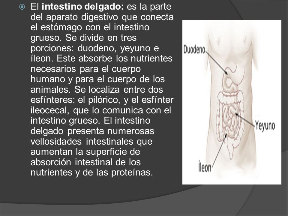 El intestino delgado: es la parte del aparato digestivo que conecta el estómago con el intestino grueso.